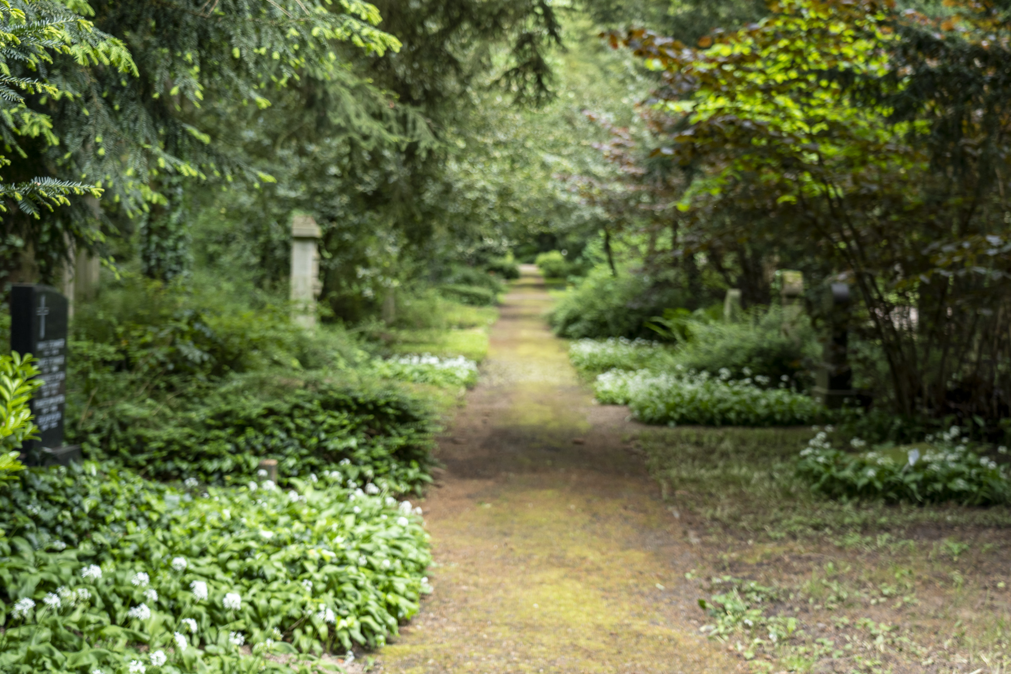 Weg auf Friedhof in Münster